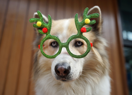 Funny christmas decoration on mixbreed dog head with timber backgroundの写真素材