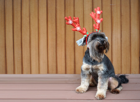 Funny christmas decoration on mixbreed dog head with timber backgroundの写真素材
