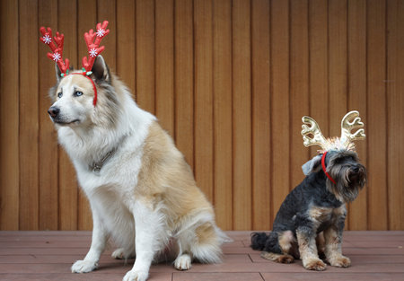 Funny christmas decoration on mixbreed dog head with timber background