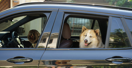 Large mixed breed dog with blue eyes smiling and sitting inside the black car ready to go for travel