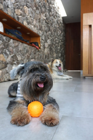 Black small mixed breed dog lying down and smiling on the floor indoor with her orange dog toys  in...