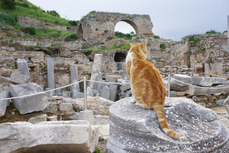 Stray cat sitting on the rock with roman ancient ruins background outdoor in Turkeyの写真素材