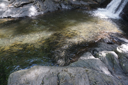 Natural Mahseer barb fish in the water at Pa La-U Waterfall in Prachuap Khiri Khan province ,...