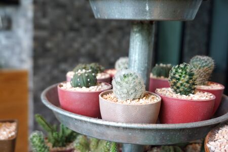 Closed up of tiny succulent plants in clay pot decorate in the restaurantの写真素材
