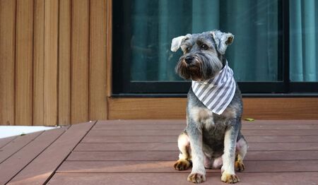 Cute little black color mixed breed dog wearing bandana sitting on the timber terrace outdoorの写真素材