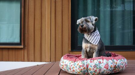 Cute little black color mixed breed dog wearing bandana lying down in dog pouf on the timber terrace outdoorの写真素材