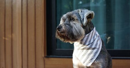 Cute little black color mixed breed dog wearing bandana sitting on the timber terrace outdoorの写真素材