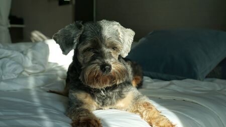 Black color mixed breed dog with sleepy face lying down on the comfortable bed with natural light on her faceの写真素材