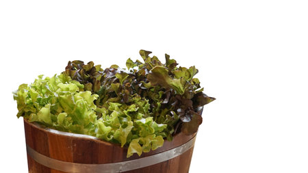 Fresh green lettuce in the wooden bucket isolate with white background                          