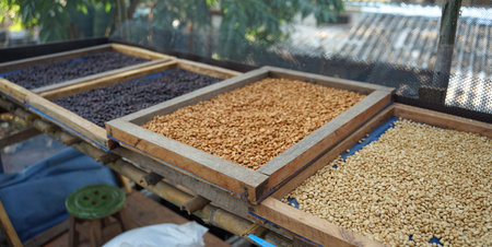 Close up of dried coffee beans in the wooden boxes on timber floor