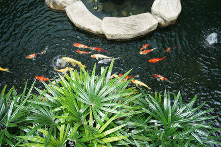 Tropical plants and rock with crap fish pond background in outdoor tropical garden