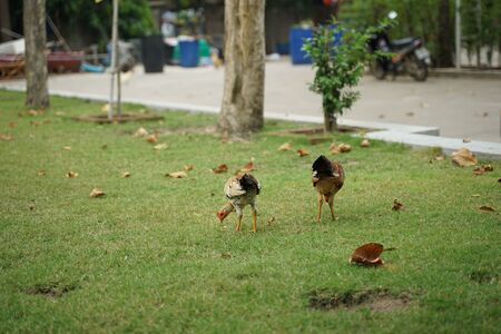 Rooster standing on the lawn with green grass background outdoorの写真素材