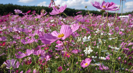 Pink cosmos flowers in the field with blue sky backgroundの写真素材