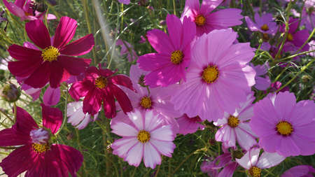 Pink cosmos flowers in the field with blue sky backgroundの写真素材
