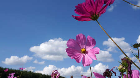 Pink cosmos flowers in the field with blue sky backgroundの写真素材