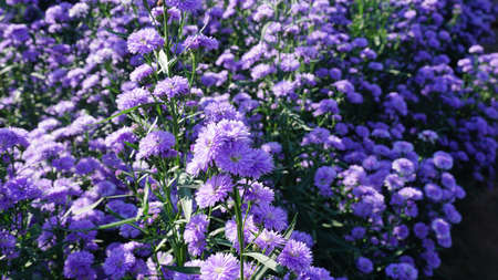 Violet color flowers in the field with blue sky backgroundの写真素材