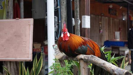 Domestic Beautiful rooster sitting on the stick in the local village outdoorの写真素材