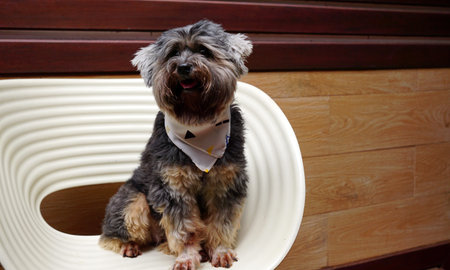 Black small mixed breed dog smiling on white chair with timber background