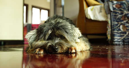 Black small mixed breed dog lying down onthe timber floor with sad eyesの写真素材