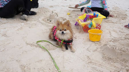 Brown color fluffy Pomeranian wearing pink Life jacket and green leash on the beachの写真素材