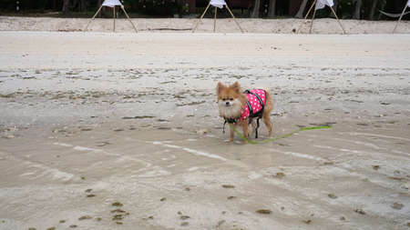 Brown color fluffy Pomeranian wearing pink Life jacket and green leash on the beachの写真素材