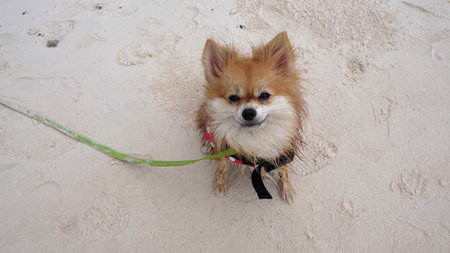 Brown color fluffy Pomeranian wearing pink Life jacket and green leash on the beachの写真素材