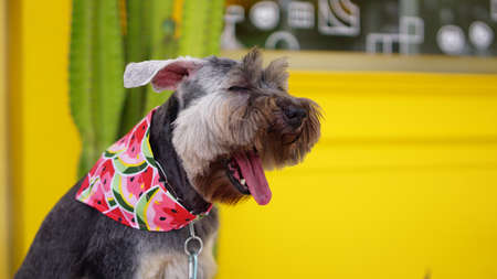 Cute little black color mixed breed dog wearing red bandana sitting on the on the stool with yellow backgroundの写真素材