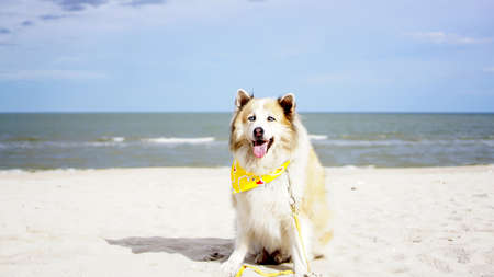 Senior mixed breed dog sitting on the ground with serene ocean background outdoorの写真素材