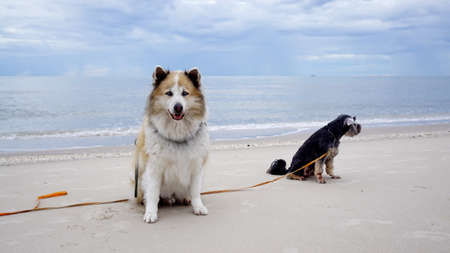 Senior mixed breed dog sitting on the ground with serene ocean background outdoorの写真素材