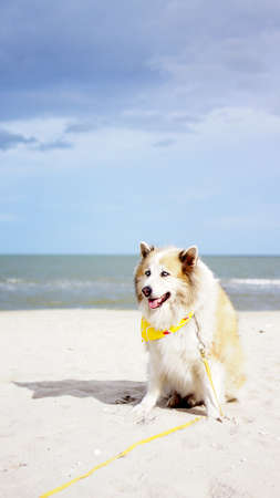 Senior mixed breed dog sitting on the ground with serene ocean background outdoorの写真素材
