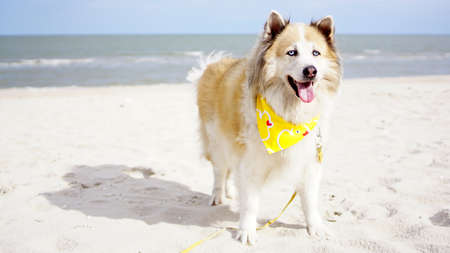 Senior mixed breed dog standing on the ground with serene ocean background outdoorの写真素材