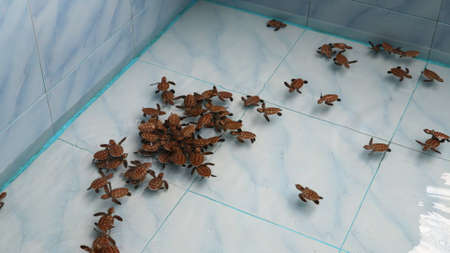 Baby sea turtle swim,ing in the pond at sea Turtle Conservation Center at Koh Talu Thailandの写真素材