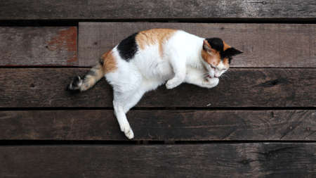 Three color chubby cat lying down on the rustic timber floor outdoorの写真素材