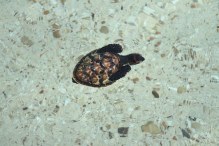 Baby sea turtle walking on the beach toward the sea in the morning at sea Turtle Conservation Centerの写真素材