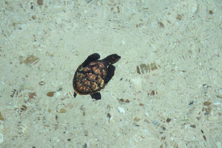 Baby sea turtle walking on the beach toward the sea in the morning at sea Turtle Conservation Centerの写真素材
