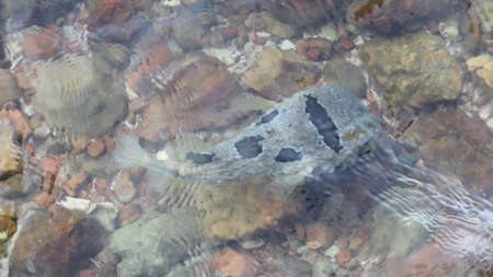 puffer fish in the shallow clear water with rock and gravel background in the seaの写真素材