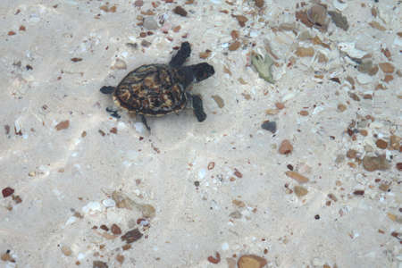 Baby sea turtle walking on the beach toward the sea in the morning at sea Turtle Conservation Centerの写真素材