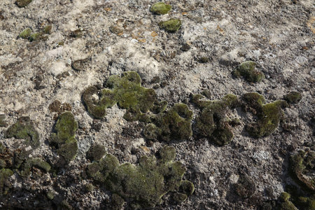 Close up of organic shape moss grown on the stone texture and patternの写真素材