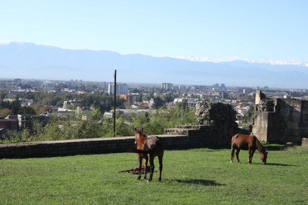 Horse relaxing on the hill with old ruined and city background in Kutaisi, Georgiaの写真素材