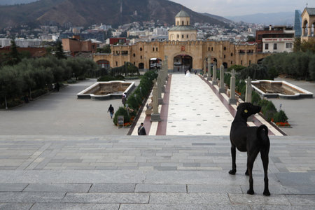Black color stray dog with beautiful yellow building background on cloudy day in Tbilisi, Georgiaの写真素材