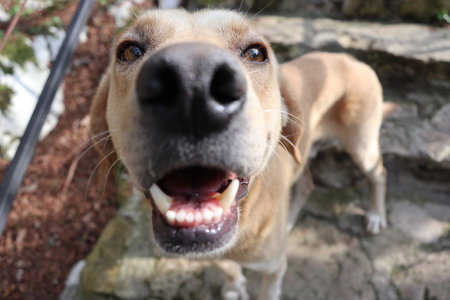 Closed up of the head of stray dog by focusing on the brown bright eyes in Tbilisi, Georgiaの写真素材