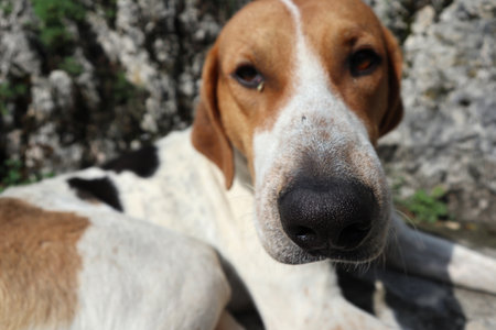 Closed up of the head of stray dog by focusing on the black nose in Tbilisi, Georgiaの写真素材