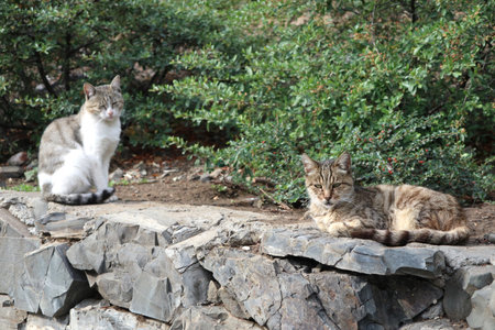 Stray cats sitting on the stone wall outside focus on the front cat in Tbilisi, Georgiaの写真素材