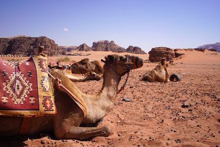 Camels laying down on the floor in Wadi Rum desert the unique landscape of Jordanの写真素材