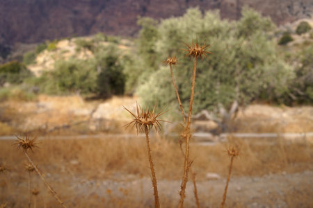 Desert plants folwer with brown meadow background in Dana Vally , Jordanの写真素材