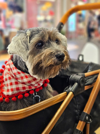 Adopted senoir black dog with bright eyes sitting in the dog cart in the pet friendly mall indoorの写真素材