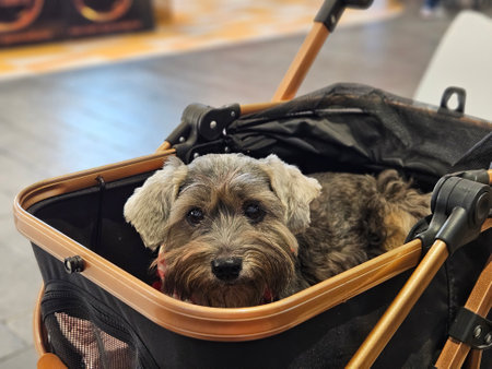 Adopted senoir black dog with bright eyes sitting in the dog cart in the pet friendly mall indoorの写真素材