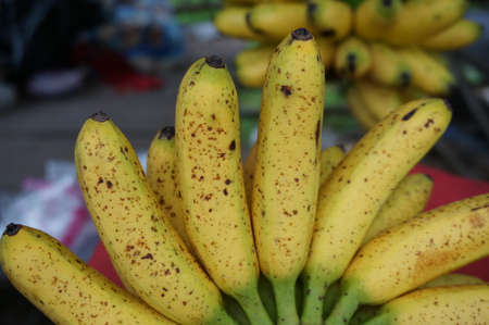 Lady Finger banana is a kind of bananas in Thailand.の写真素材