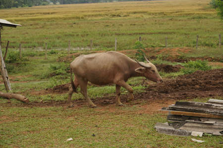 Water Bufflo at northern of Thailand walking at the field of grass.の写真素材