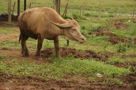 Gazing Water Buffalo with grass background; Water Buffalo is gazing grass field at northern of Thailand.の写真素材
